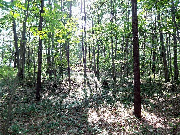 5th image of 10 Bufflehead Cove Ln