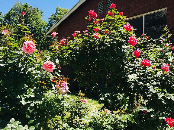 Summer Roses all Around! 