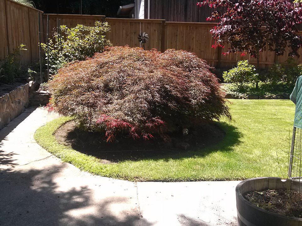 Corner of backyard