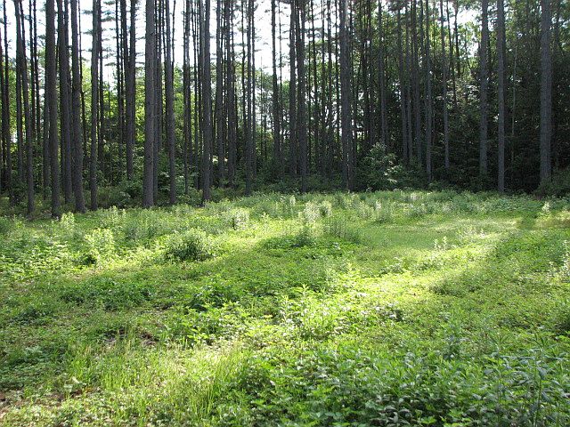 upland portion of acreage