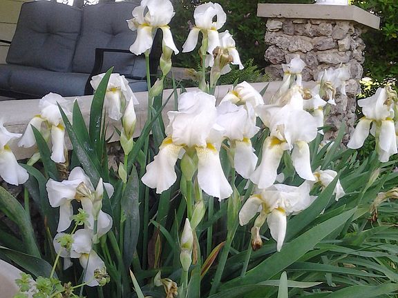 Irises