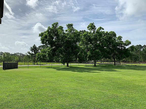 Mature pecan trees