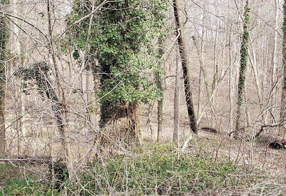 2nd image of 4200 Chesapeake Ave