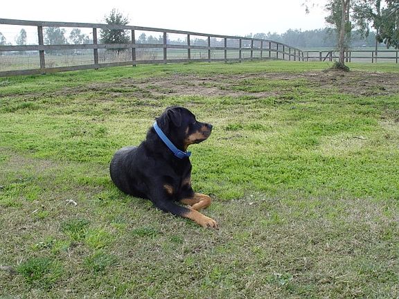 Large fenced back yard
