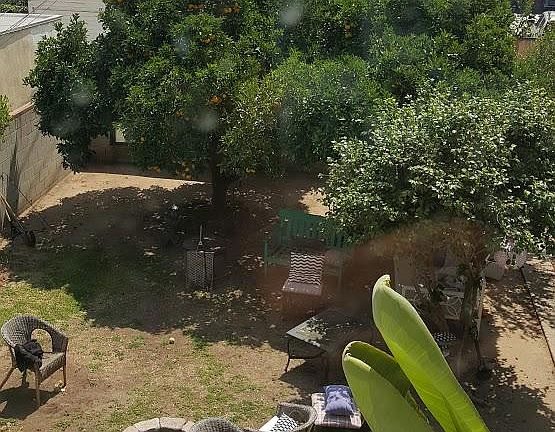 Spacious Back Yard with Orange Trees