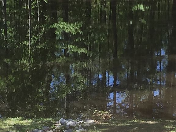 The pond