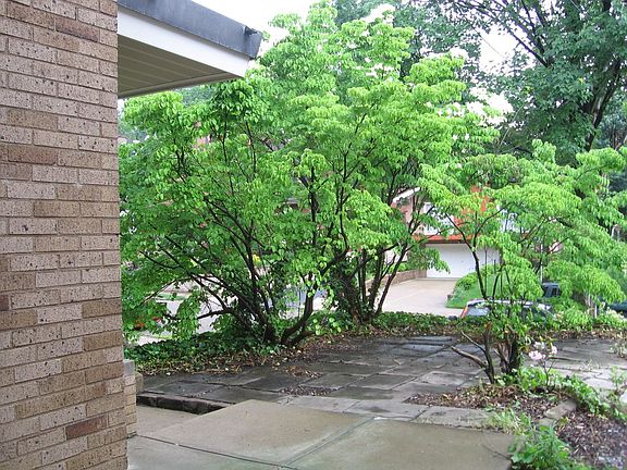 FRONT COURT AREA