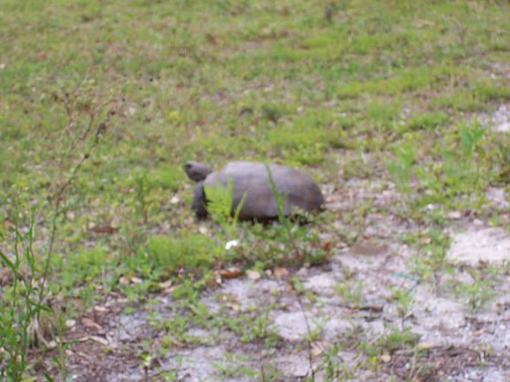 NIEGHBOR TURTLE