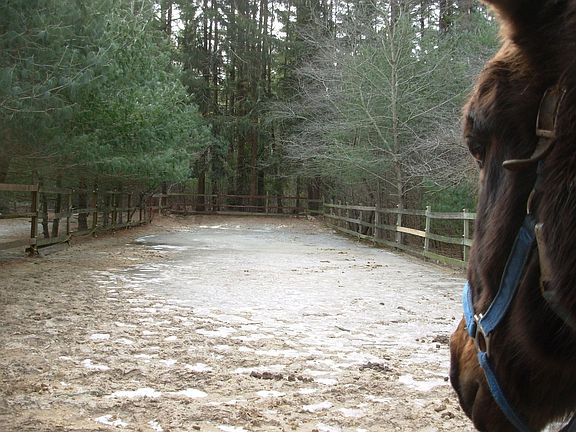 2 stall barn & paddock