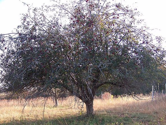 Mature apple trees