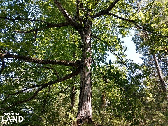 Plenty of acorn producing oak trees