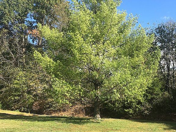 4th image of 145 Oak Pl