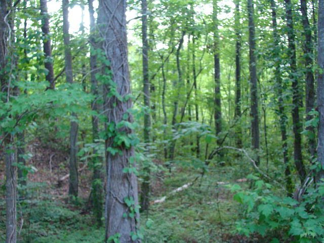 1st image of Lot 8 River Road LOT 8