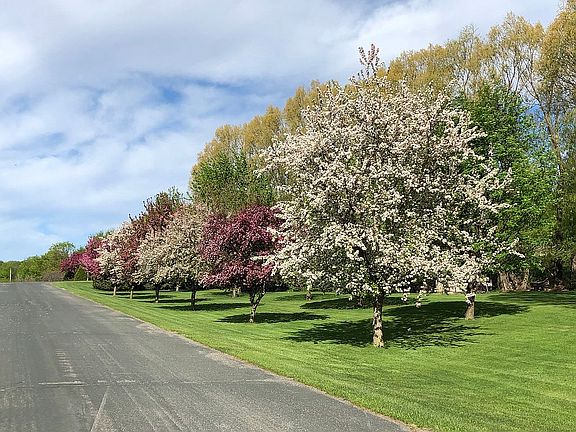 Boulevard trees in Spring