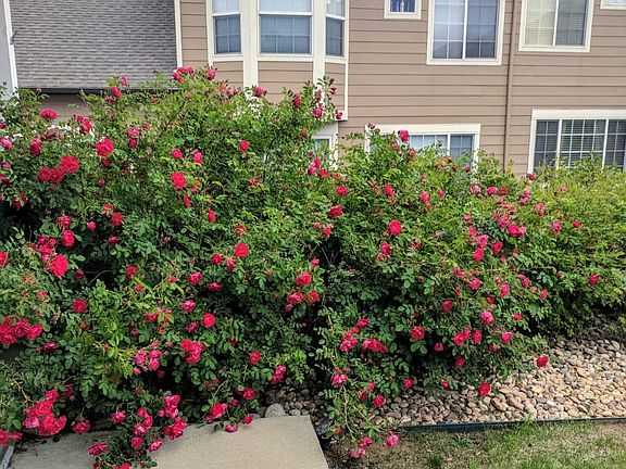 2nd image of 2855 Rock Creek Cir Unit 163