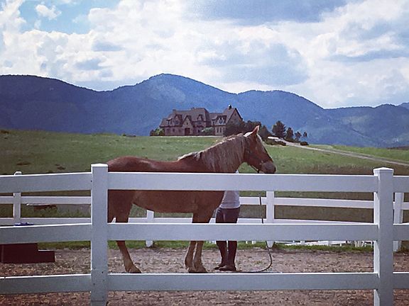 Equine Business Opportunity 