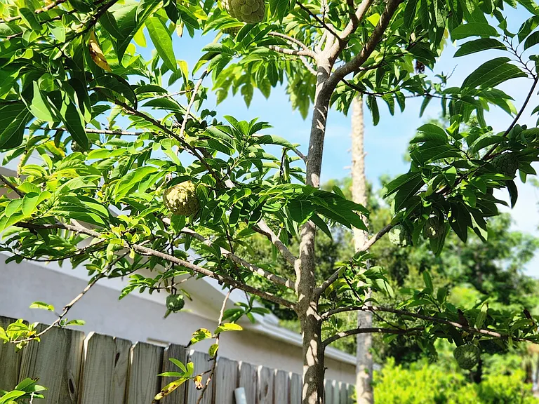 Fruit tree