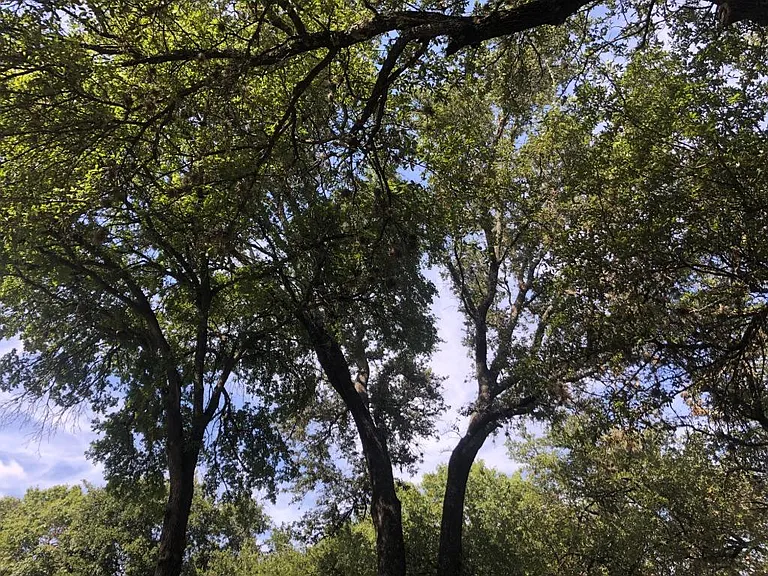 Large Oak Trees plenty of shade