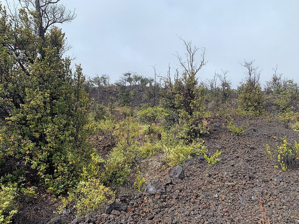 2nd image of Lot 31