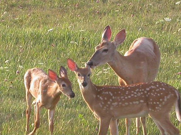 Wildlife galore! Photo taken in the front yard!