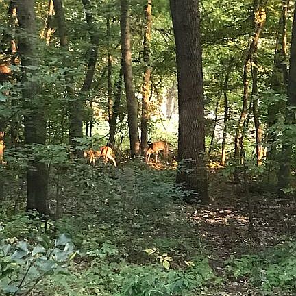 5th image of 3517 Beagle Dr