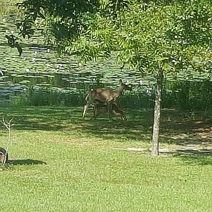 Deer in the back yard 
