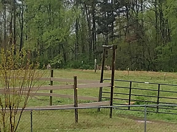 Deer in back yard this after