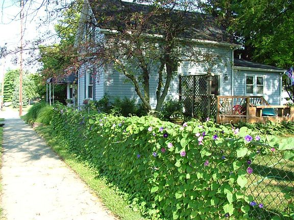 mornign glories on front fence