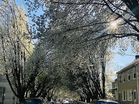 Springtime street view