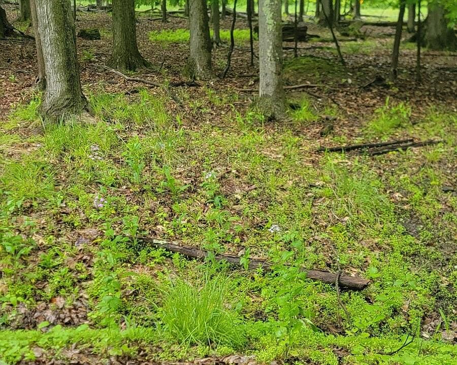 2nd image of Miramar Rd Lot 22