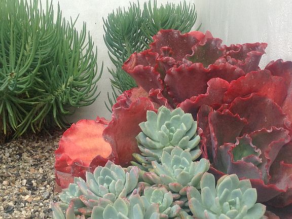 succulent garden