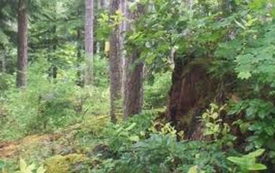 21810 Meadow Ct SE, Yelm, WA, 98597