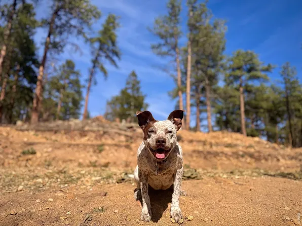 49 Pine Dr, Lyons, CO 80540