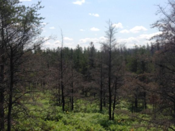 3rd image of 29993 Mead Fire Ln