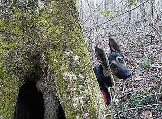 455 Awahili Ridge Rd, Murphy, NC 28906