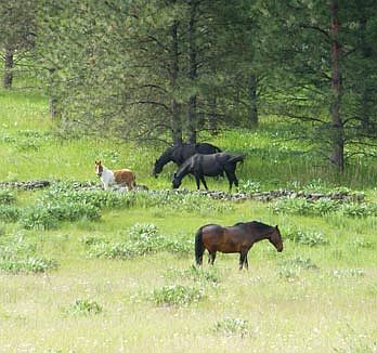 2nd image of Wild Horse Is Lot W-8