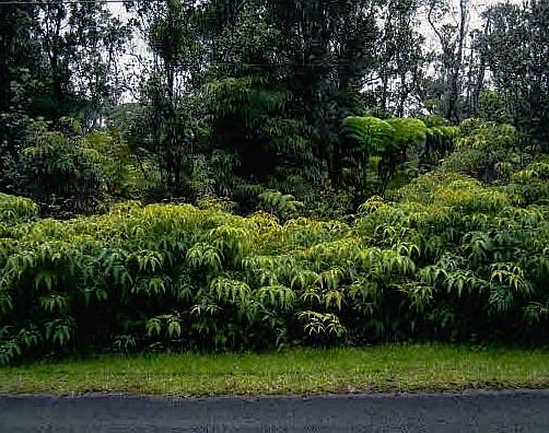 2nd image of Mokuna St Lot 1925
