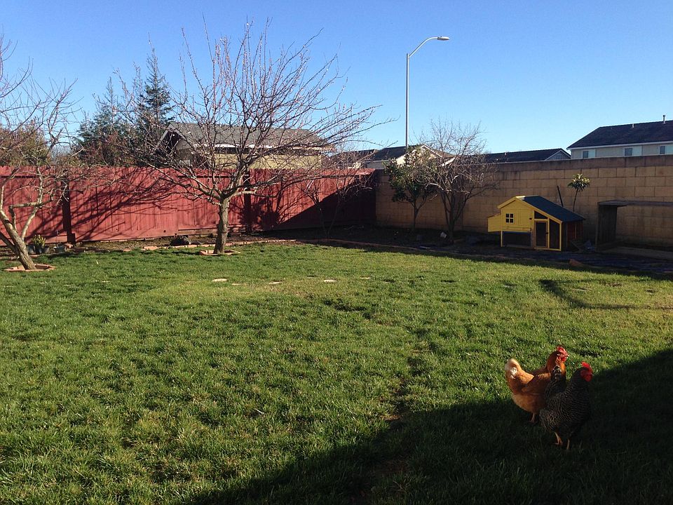 Back yard