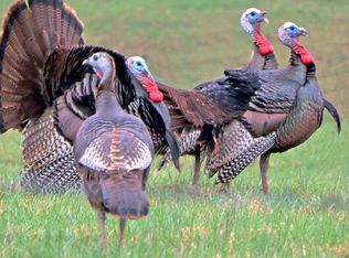 0 Bell Hollow Rd, Vanleer, TN 37181