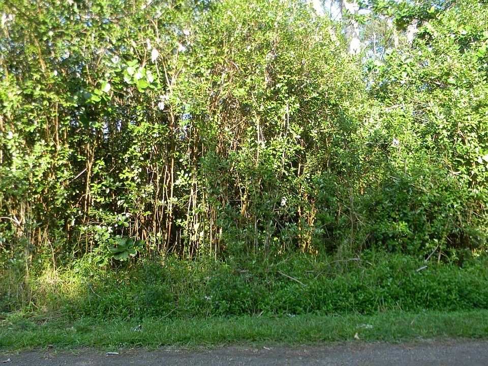 1st image of 13th Ave Lot 1241