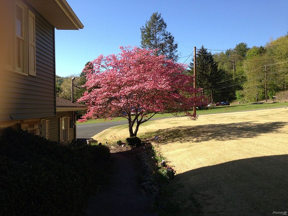 dogwood