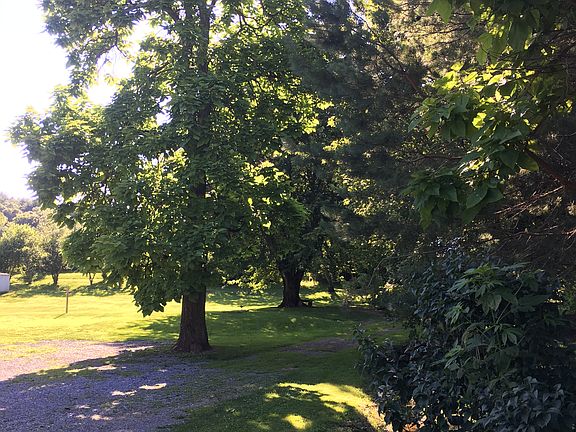 Mature Trees