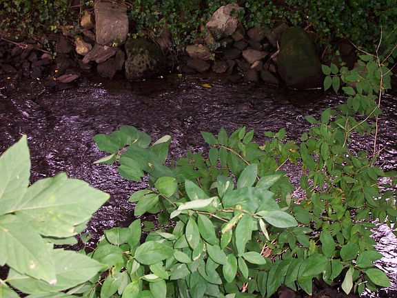 Allens Creek/backyard