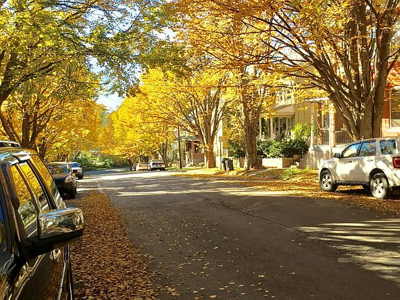 tree lined street looking south