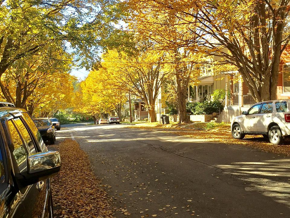 tree lined street looking south