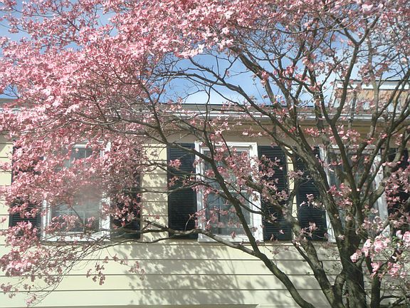 Front windows in Spring