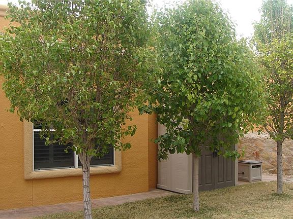 3rd image of 13796 Paseo De Vida Dr