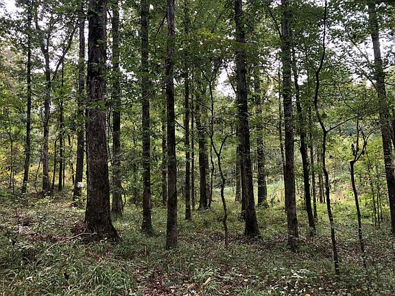 Mature Hardwood Timber