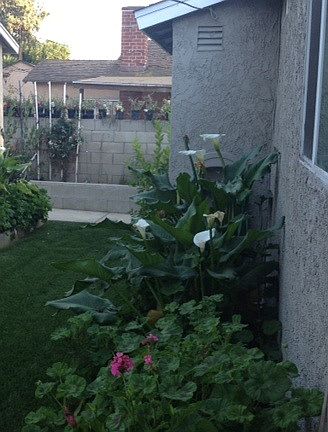 backyard (garden)
