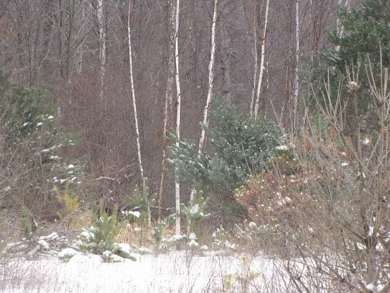 2nd image of 1597 Willow Creek Dr